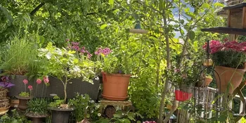 Deutschland summt!-Pflanzwettbewerbs 2025: Foto eines Gewinnerbeitrags