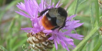 Deutschland summt!-Pflanzwettbewerb 2017, Sommer, Gewinner*innen