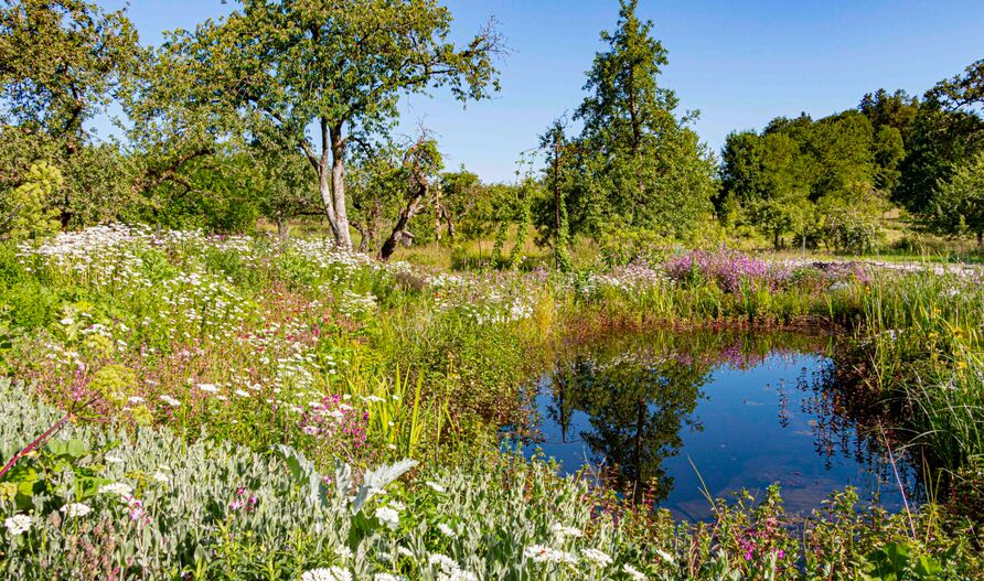 Deutschland summt!-Pflanzwettbewerb 2024: naturnahe (Gewinner-)Gestaltung
