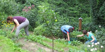 Deutschland summt!-Pflanzwettbewerb 2017, Sommer, Gewinner*innen