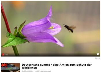 Deutschland summt!-Pflanzwettbewerb 2024: Presse-Echo Deutschland summt!-Pflanzwettbewerb 2024: Presse-Echo