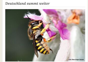 Bericht zum Pflanzwettbewerb 2022 auf gartenfreunde.de Bericht zum Pflanzwettbewerb 2022 auf gartenfreunde.de